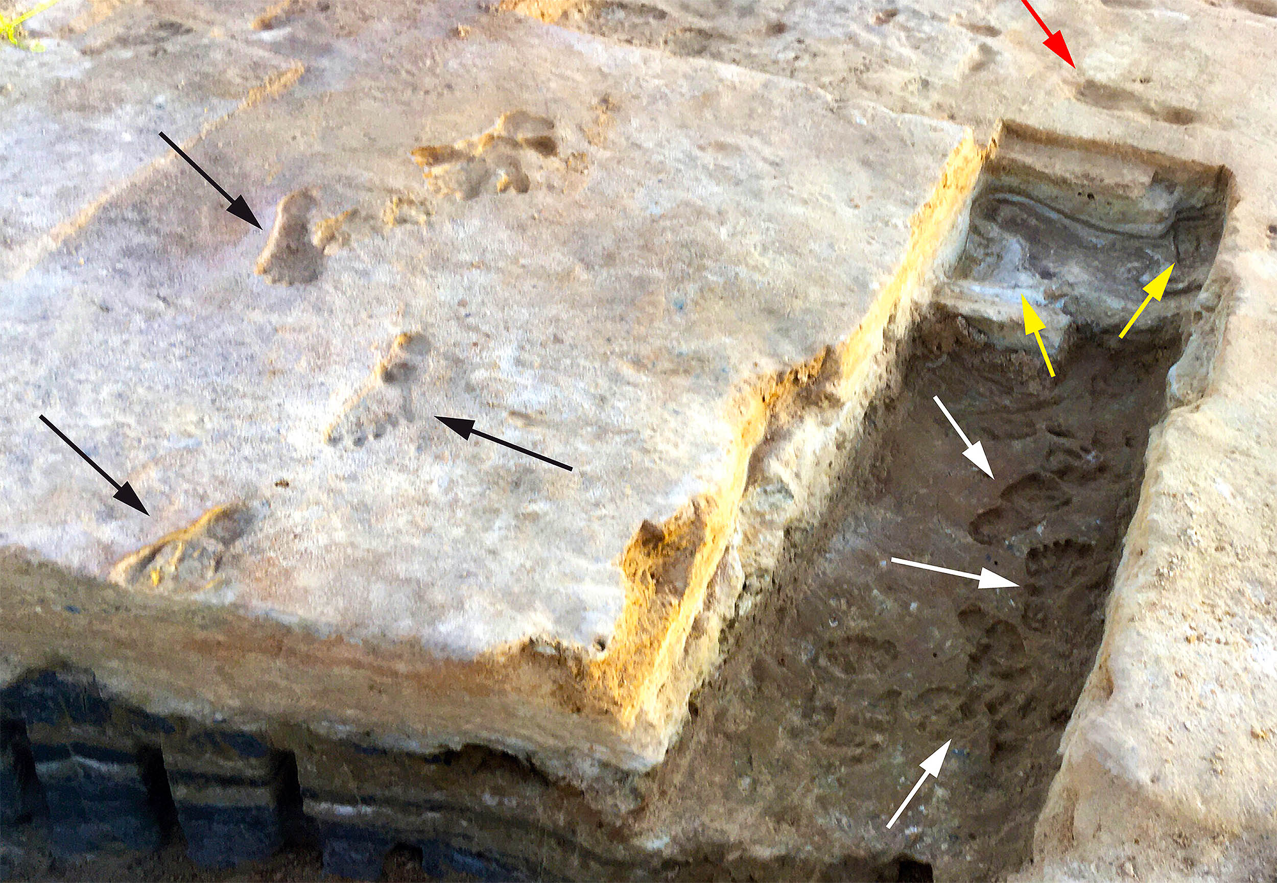 Featured image for Ancient Footprints Rewrite Human History in America