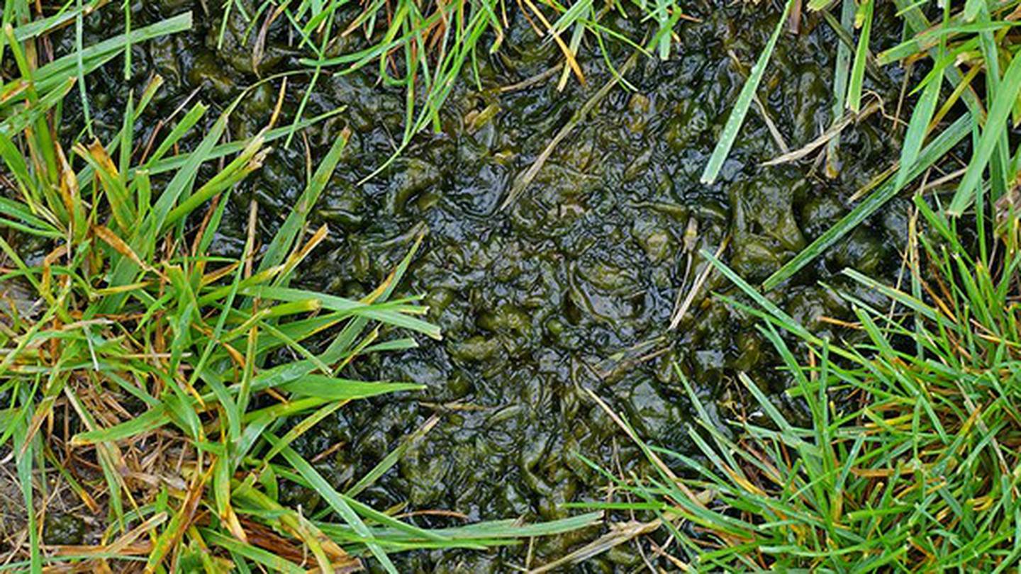 Featured image for The Mystery of Green Blobs in Your Yard: Explained and Removed