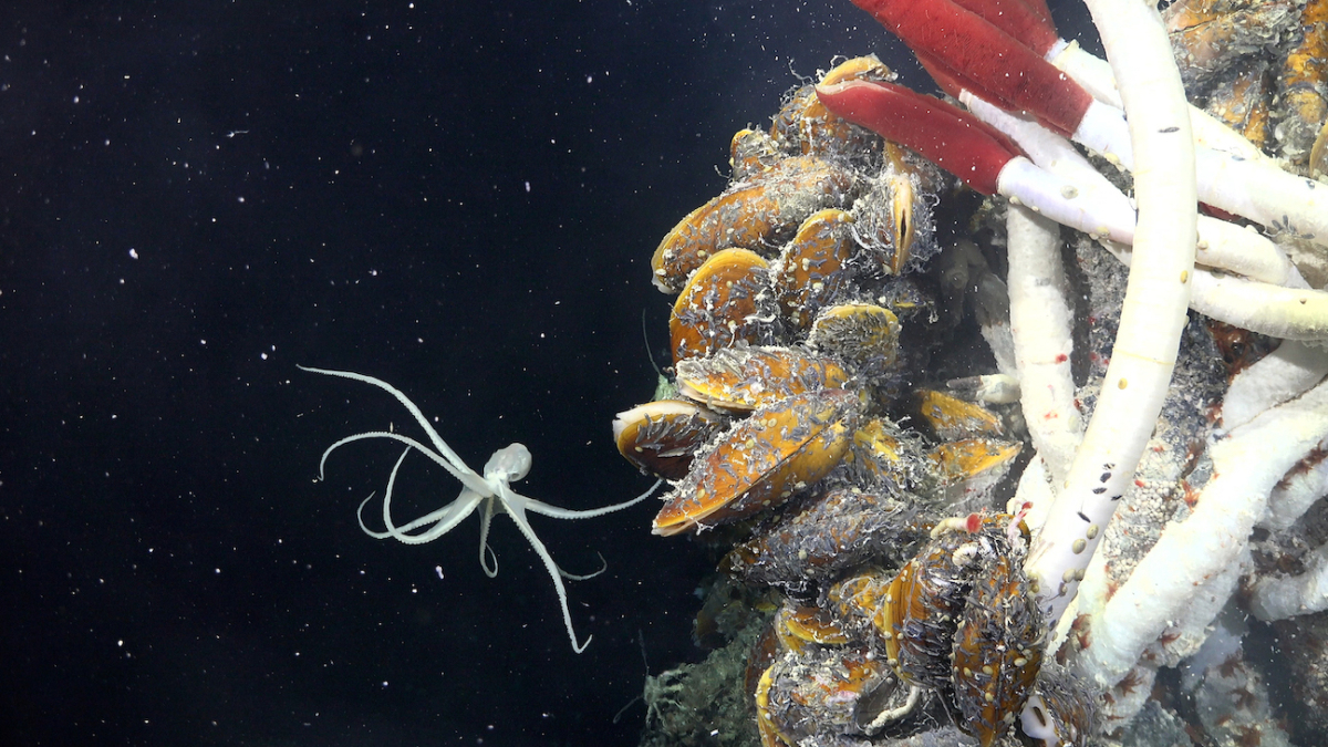 Unveiling the Hidden Life in Deep Sea Caves and Hydrothermal Vents