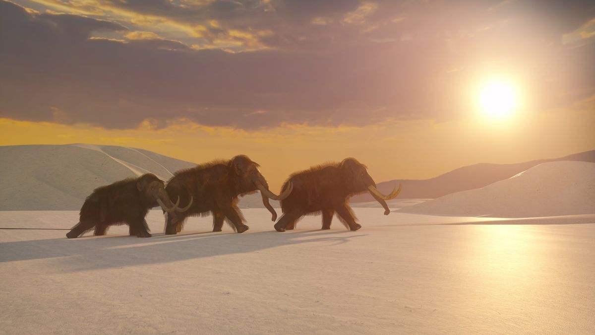 Featured image for "Elephant Stem Cell Breakthrough Advances Woolly Mammoth De-Extinction"