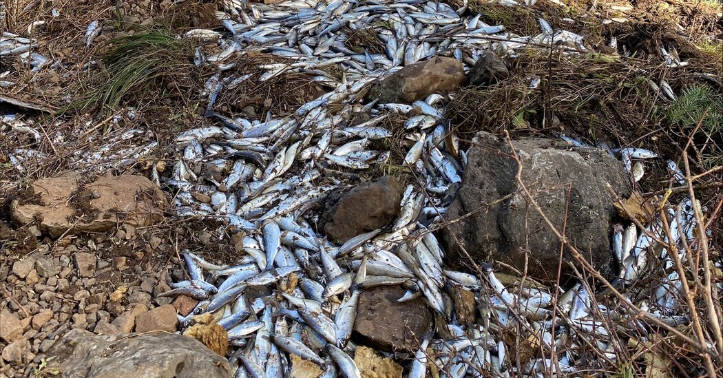 "Truck Accident Sends 100,000 Live Salmon Into Oregon Creek"