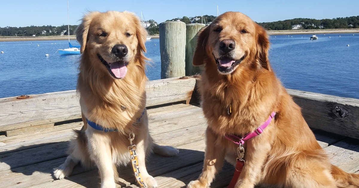 Featured image for "FDA Investigates Pet Food and Heart Disease: Key Facts to Understand"