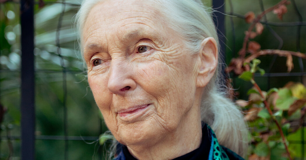 Featured image for Jane Goodall, Renowned Primatologist and Conservationist, Passes Away at 91