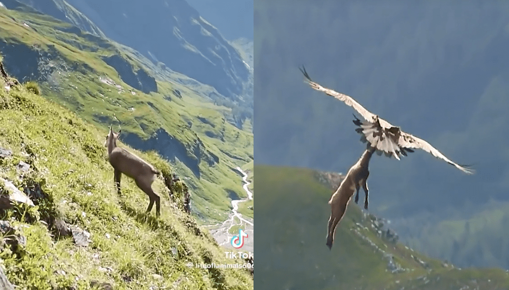 Golden Eagle's High-Flying Goat Snatch