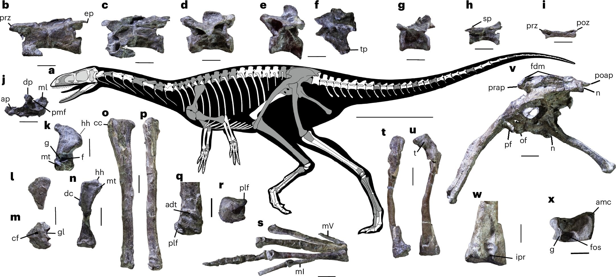 Featured image for Ancient Dinosaur Fossils Reveal New Species and Insights from Argentina