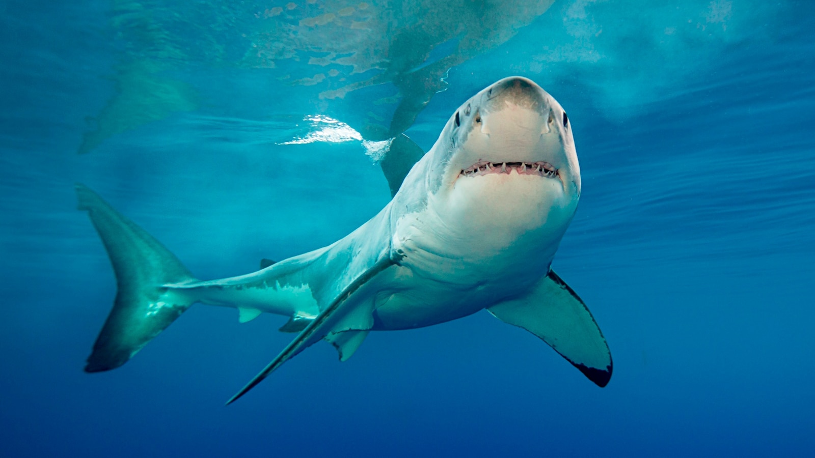 Featured image for "Rare Footage: First-Ever Video of Newborn Great White Shark Birth"