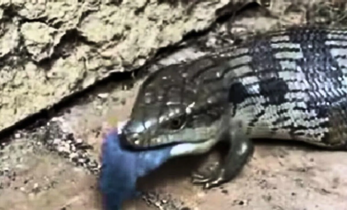 Ancient Tree-Stump Skull Rewrites When Land Animals Began to Graze