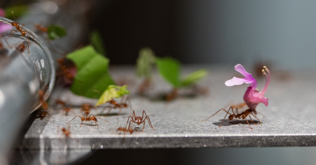 Featured image for Ant Invasion: Leaf-Cutter Ants Conquer Manhattan