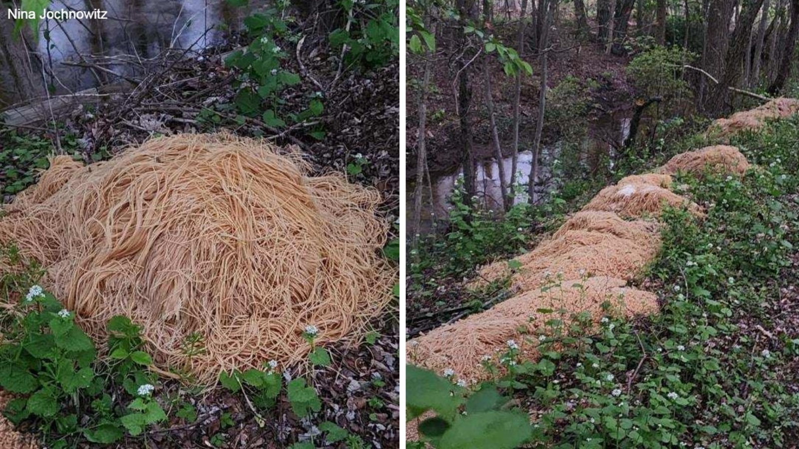 Featured image for Mystery Pasta Dump in New Jersey Woods Raises Questions