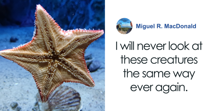 Featured image for Decades-Long Mystery Solved: Starfish Unveiled as Walking Heads