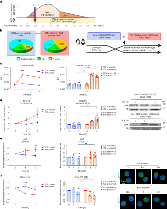 "Leucine Threshold: How Excessive Protein Intake Impacts Arterial Health"