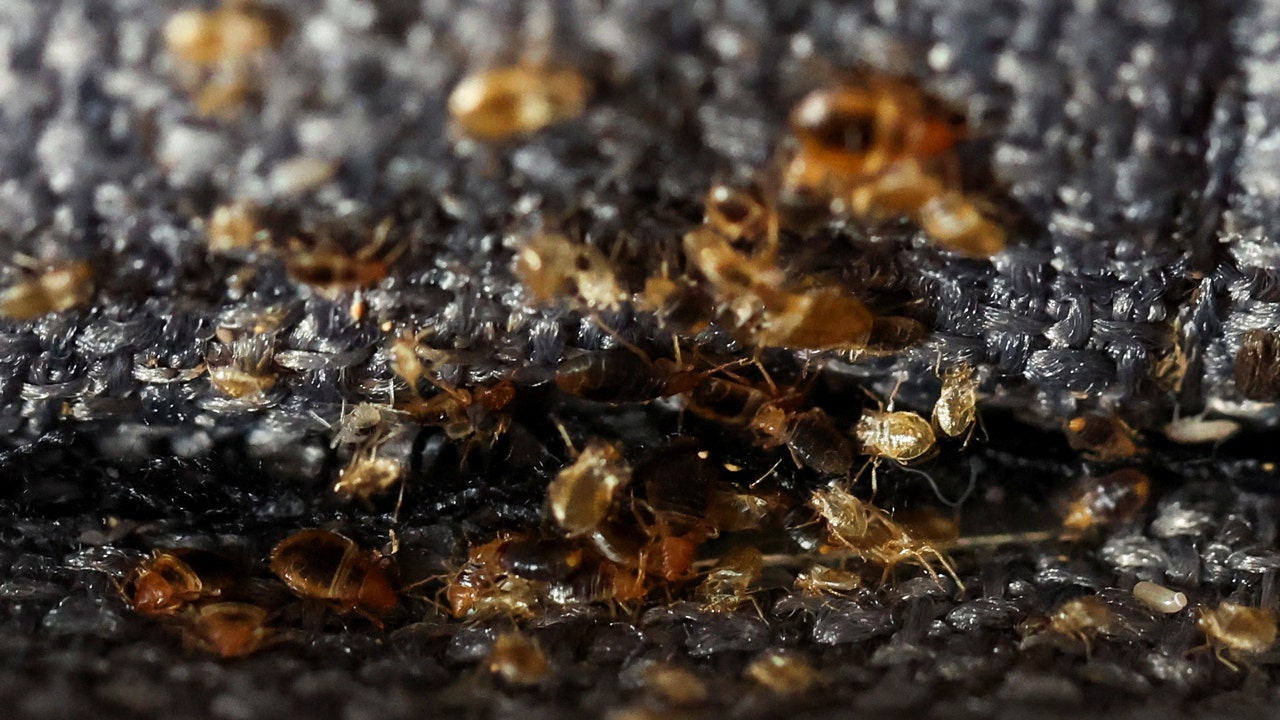 France Takes Action to Eradicate Bedbugs in Paris Ahead of Olympics