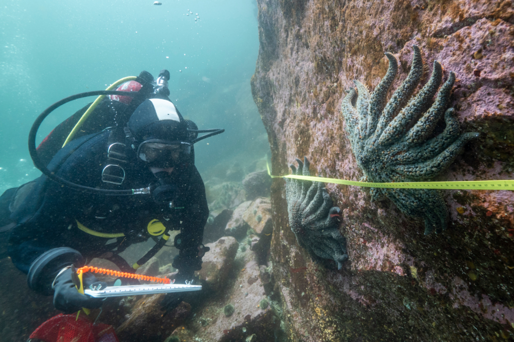 Featured image for Scientists identify bacteria behind massive sea star die-off on the West Coast