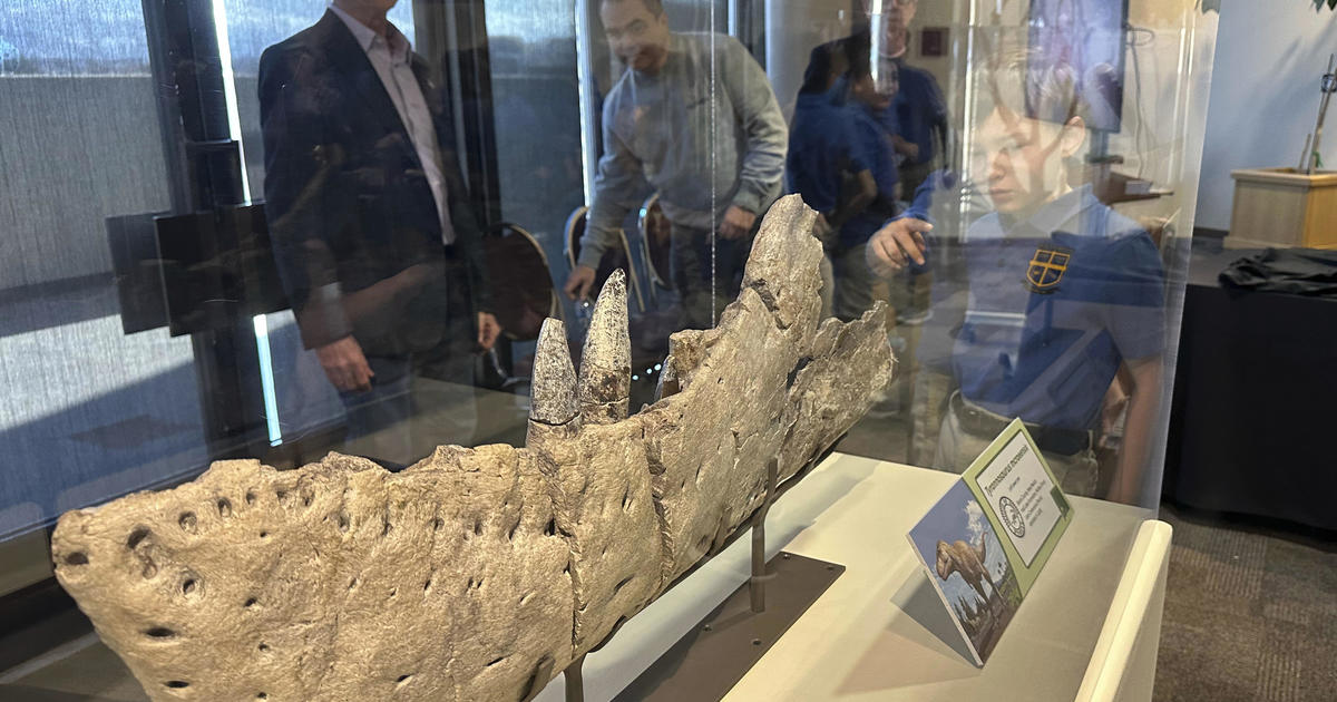 Featured image for Ancient Relative of Tyrannosaurus Rex Unearthed in New Mexico