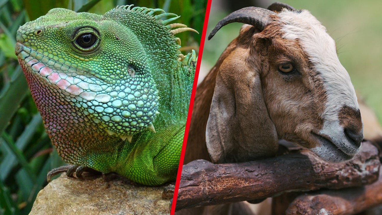 Featured image for "Zelda: Tears of the Kingdom - Tips and Tricks for Item Collection and Quest Completion"