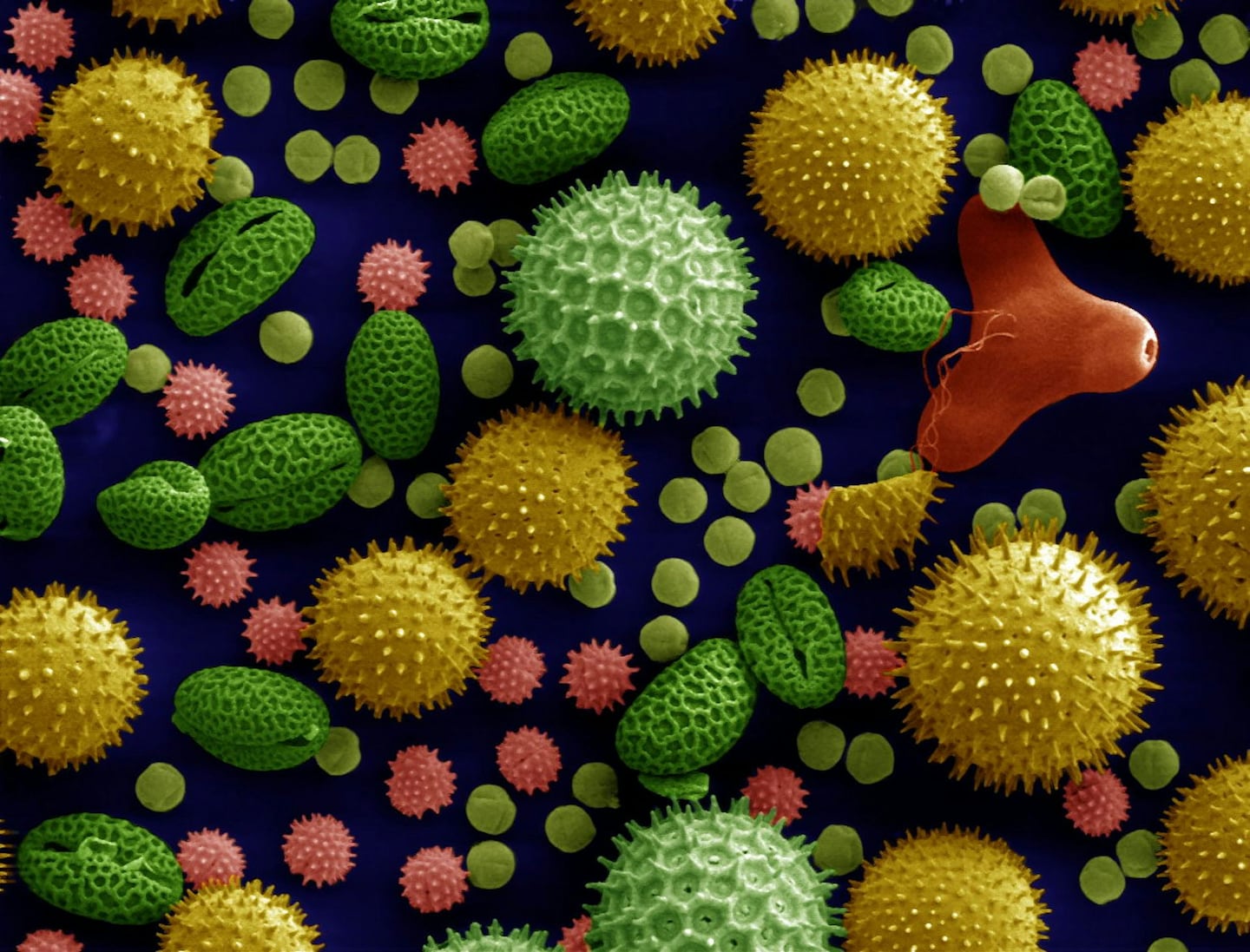 Featured image for Ancient pollen uncovers Earth's history from dinosaurs to Mayans