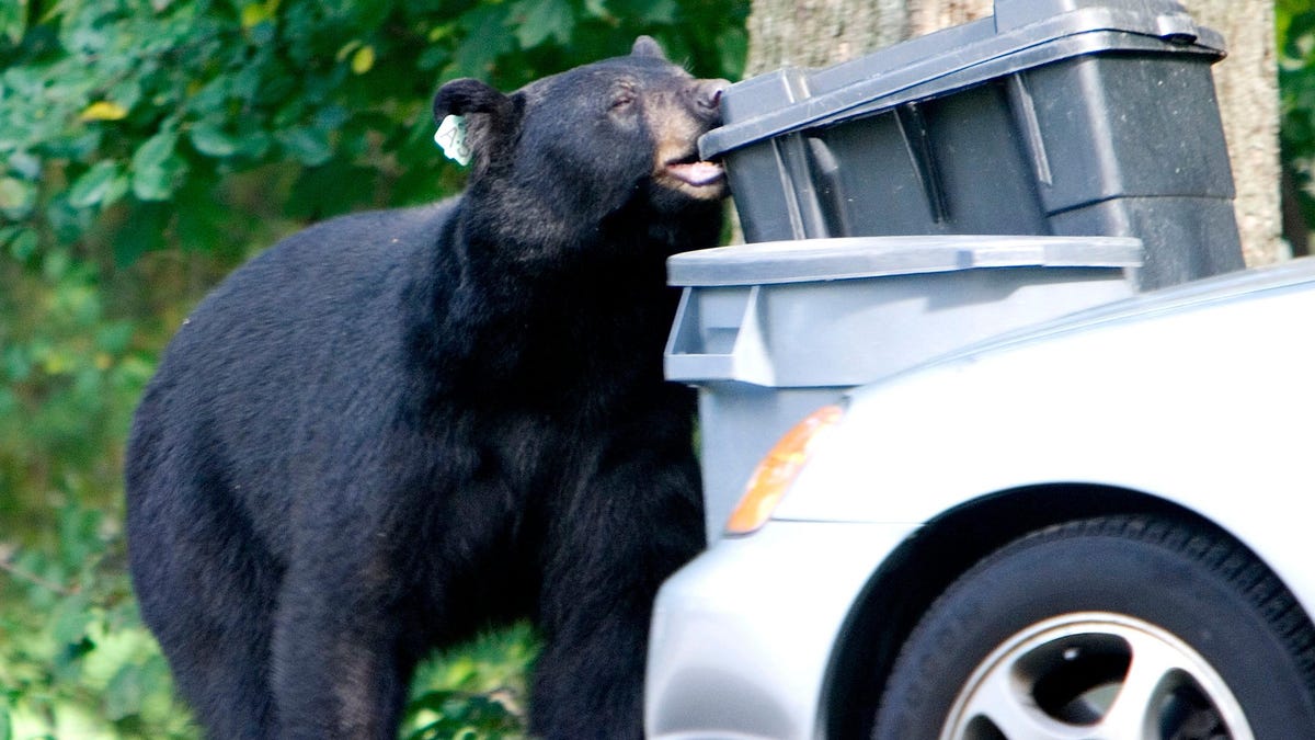 Thirsty Canadian Black Bear Downs 69 Cans of Soda After Breaking into Car