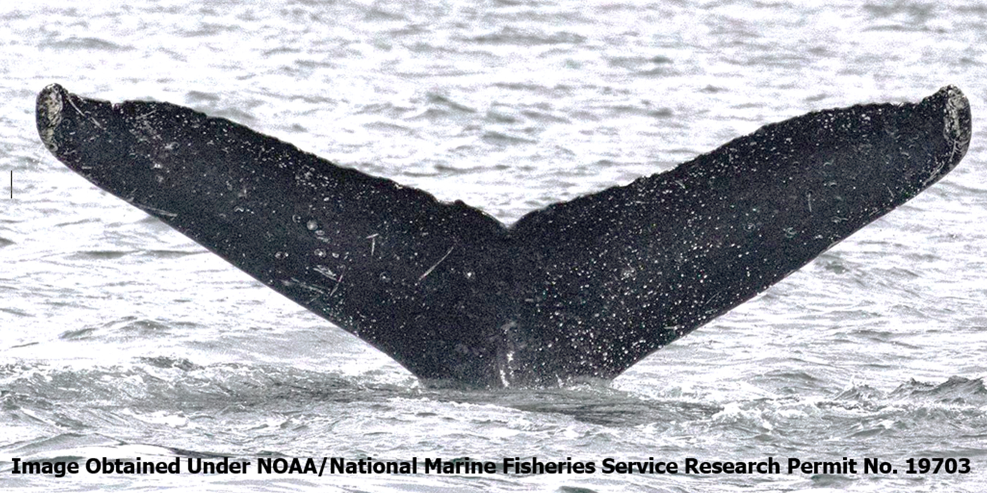 "Whale-SETI: Unveiling the Secrets of Non-Human Intelligence and Alien Communication"