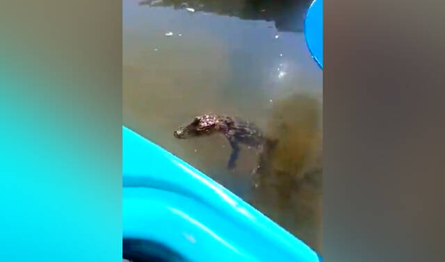 Featured image for "Brave Kayaker Captures Rare Alligator Sighting in Kiski River"