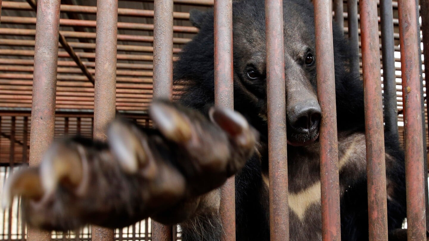 Featured image for South Korea halts bear breeding and bile extraction