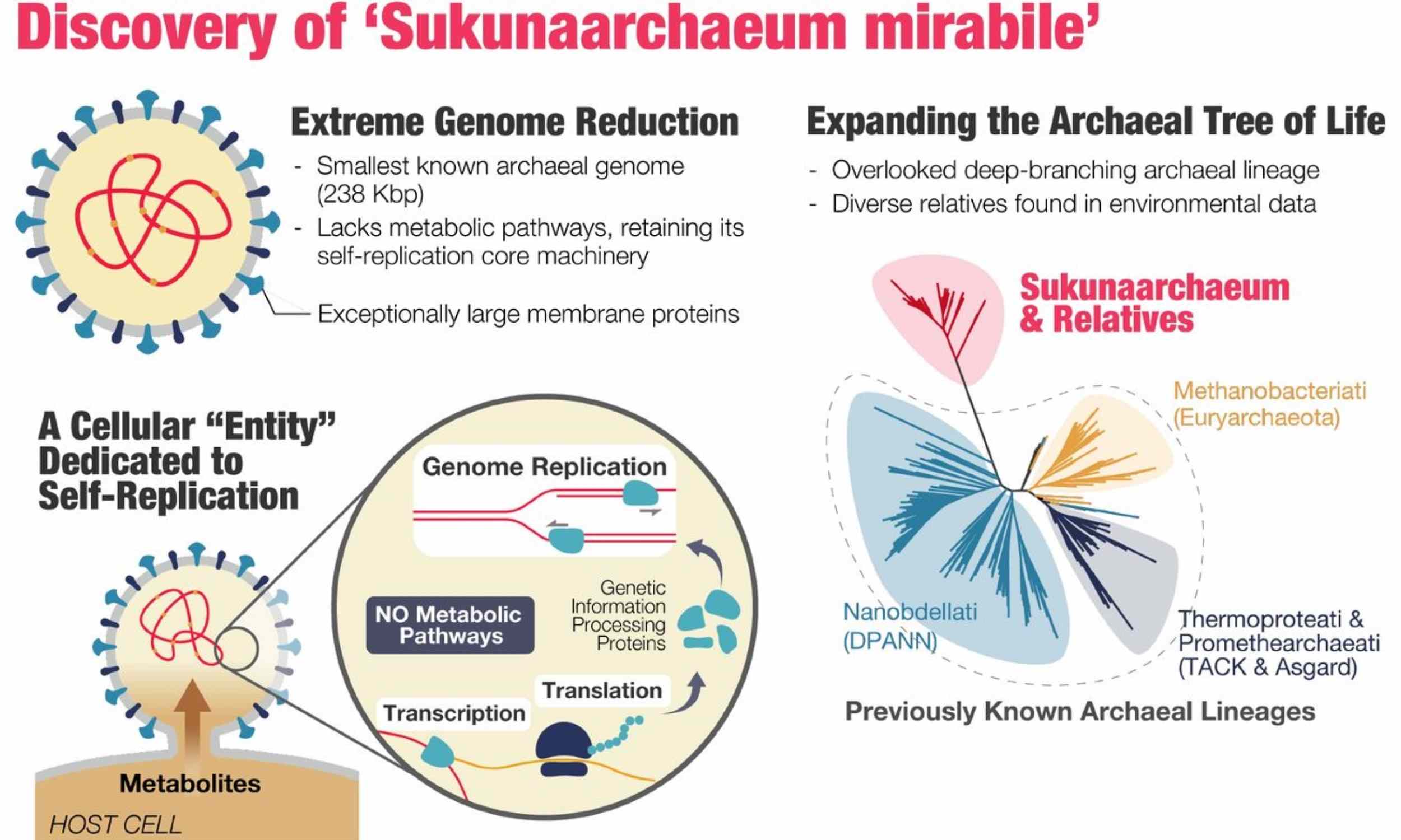Featured image for Scientists uncover organism challenging the definition of life