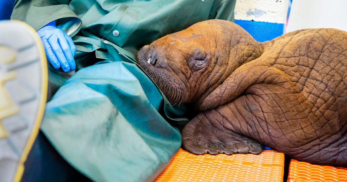 Featured image for Tragic Loss: Rescued Baby Walrus, Receiving Round-the-Clock Cuddles, Passes Away