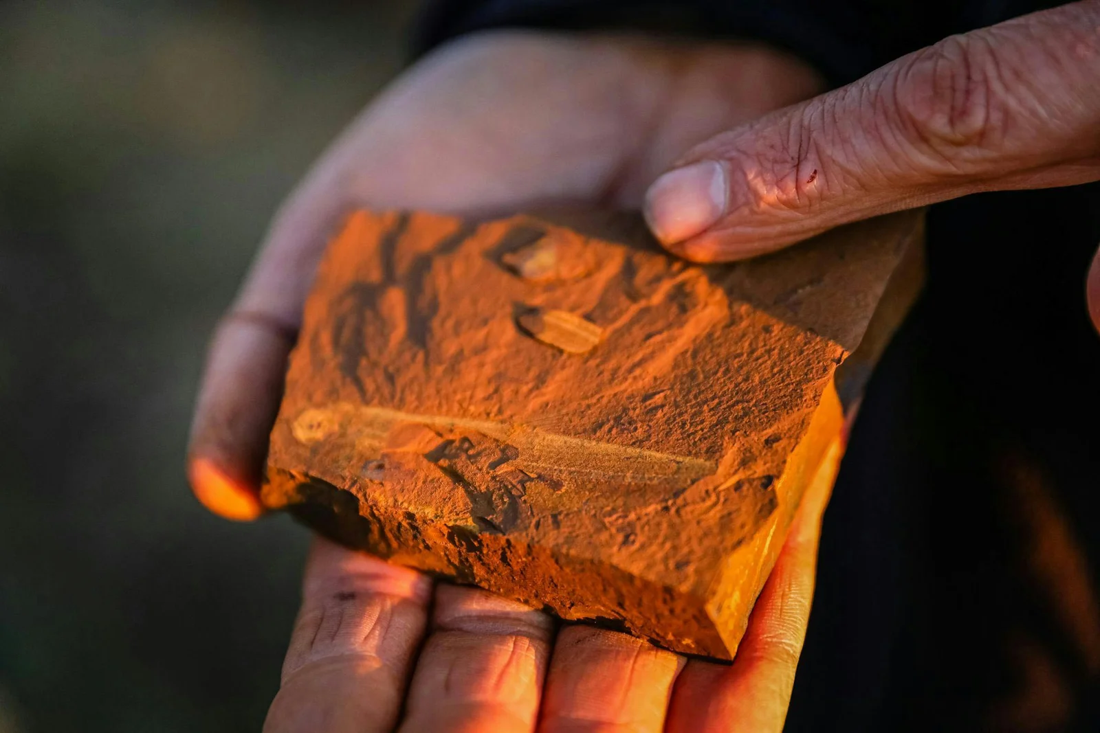 Rusty Ferricrete Fossils Unveil Ultra-Detailed Miocene Life at McGraths Flat