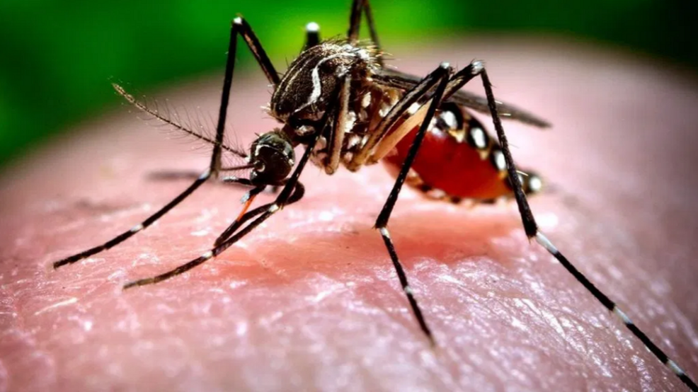 Featured image for St. Louis Encephalitis Mosquitoes Detected in Fresno County