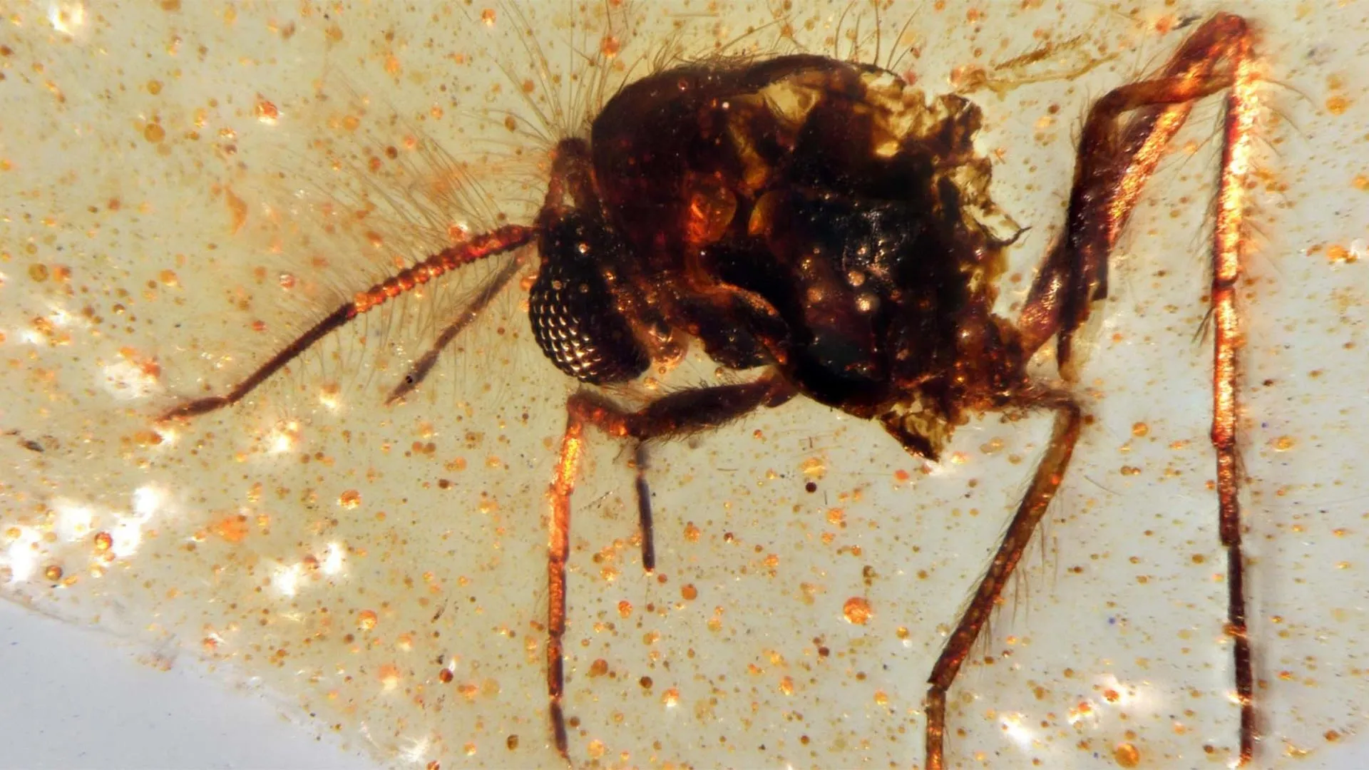 Featured image for Ecuador Amber Unveils 112-Million-Year-Old Insect Fossils