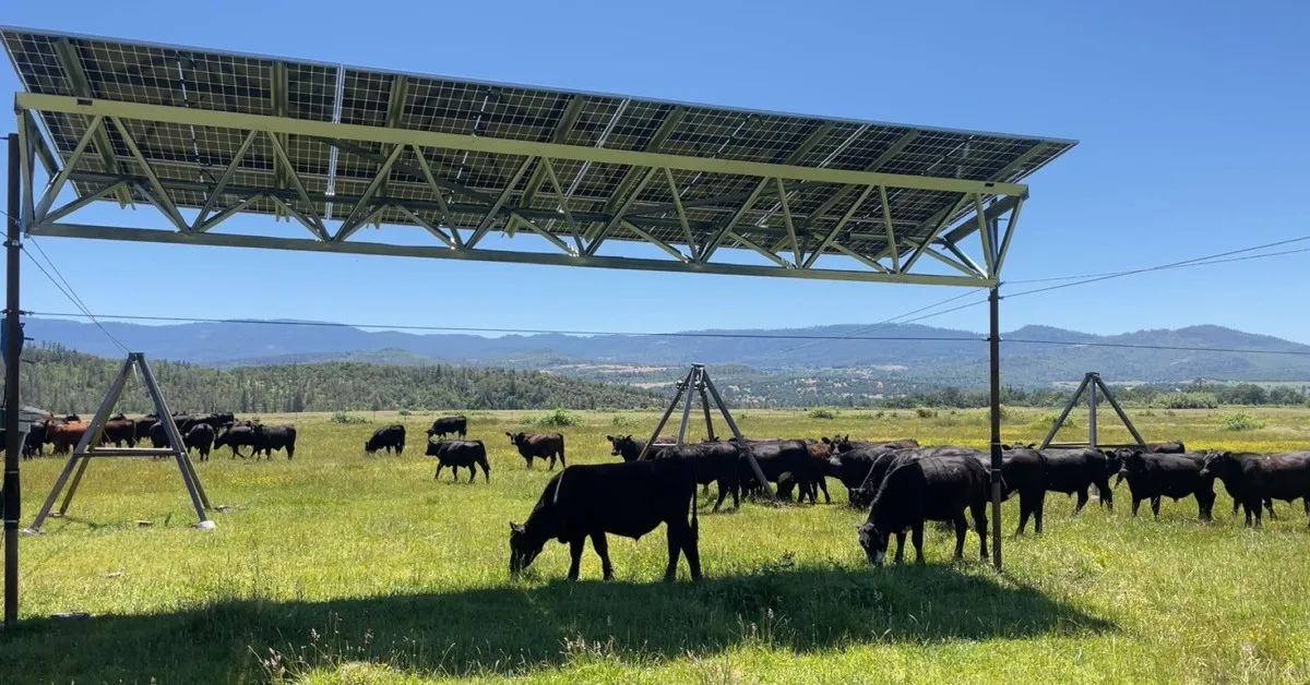 Featured image for Innovative Solar Farms Integrate Grazing and Pollinator Habitats