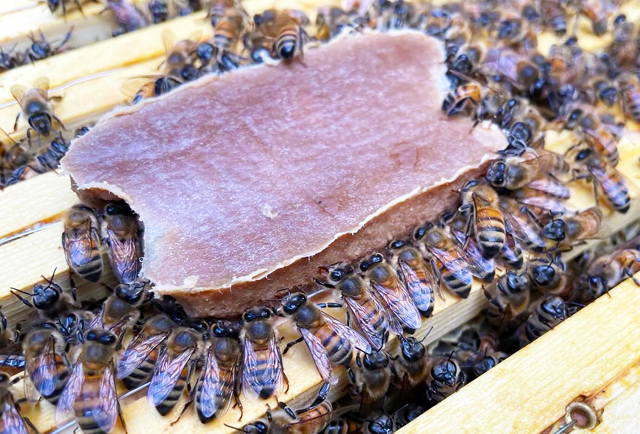 Featured image for Scientists develop superfood and probiotics to combat honeybee decline