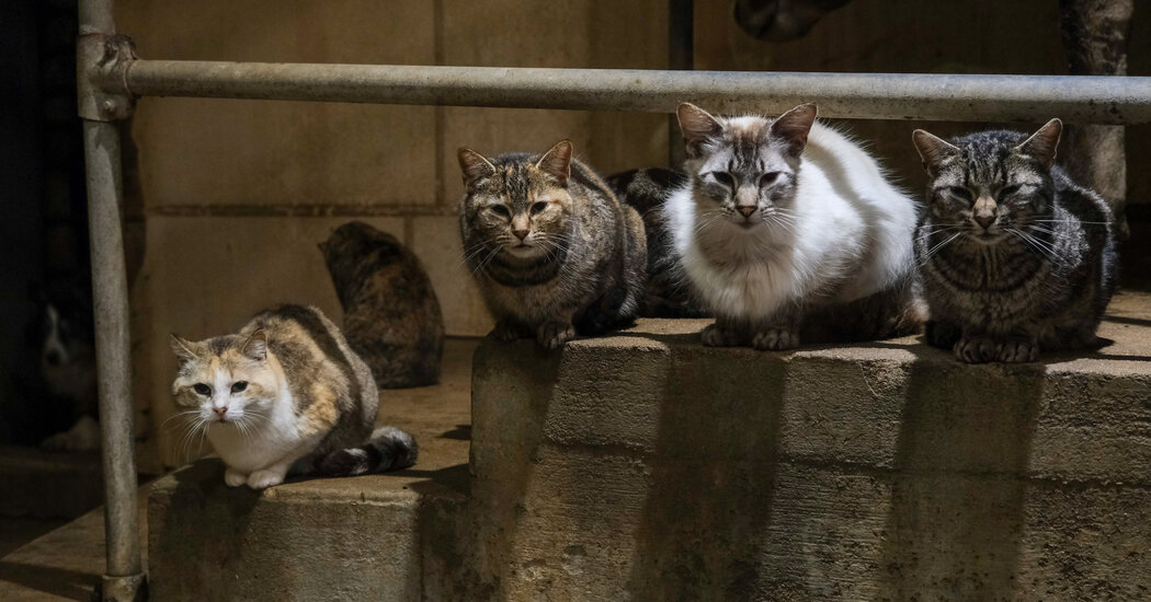 Featured image for Cats as Potential Carriers of Bird Flu: A New Concern?