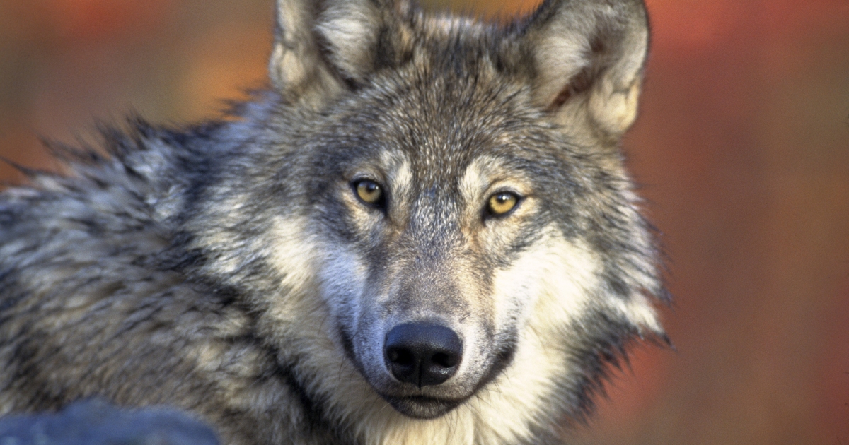 Featured image for "Federal Wildlife Service Denies Gray Wolf Protections, Proposes National Recovery Plan"