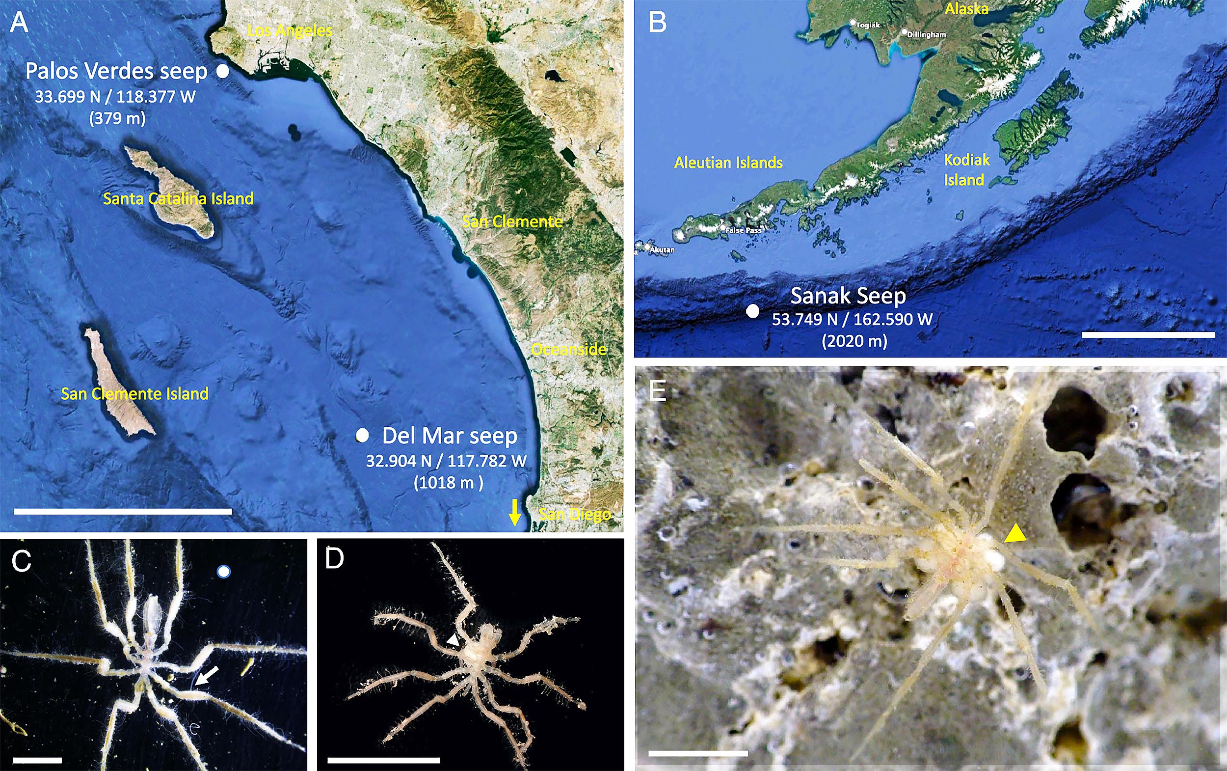 Featured image for Deep-sea Sea Spiders Thrive on Methane in Darkness