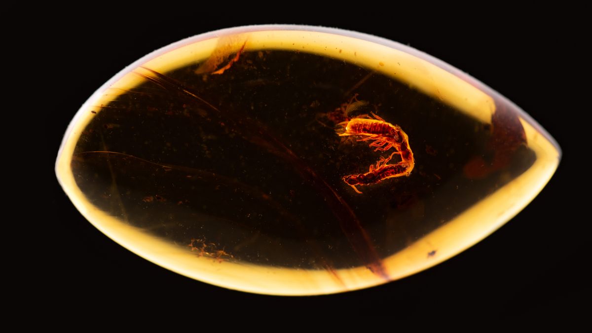 Featured image for "38 Million-Year-Old Amber Fossil Preserves Termites in Mating Position"