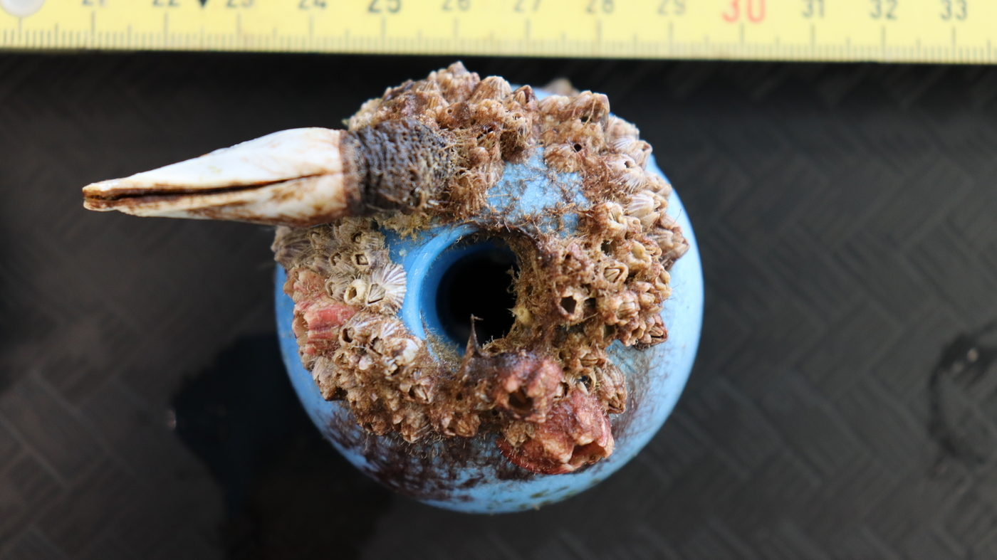 Featured image for Coastal Ecosystem Thrives on Great Pacific Garbage Patch