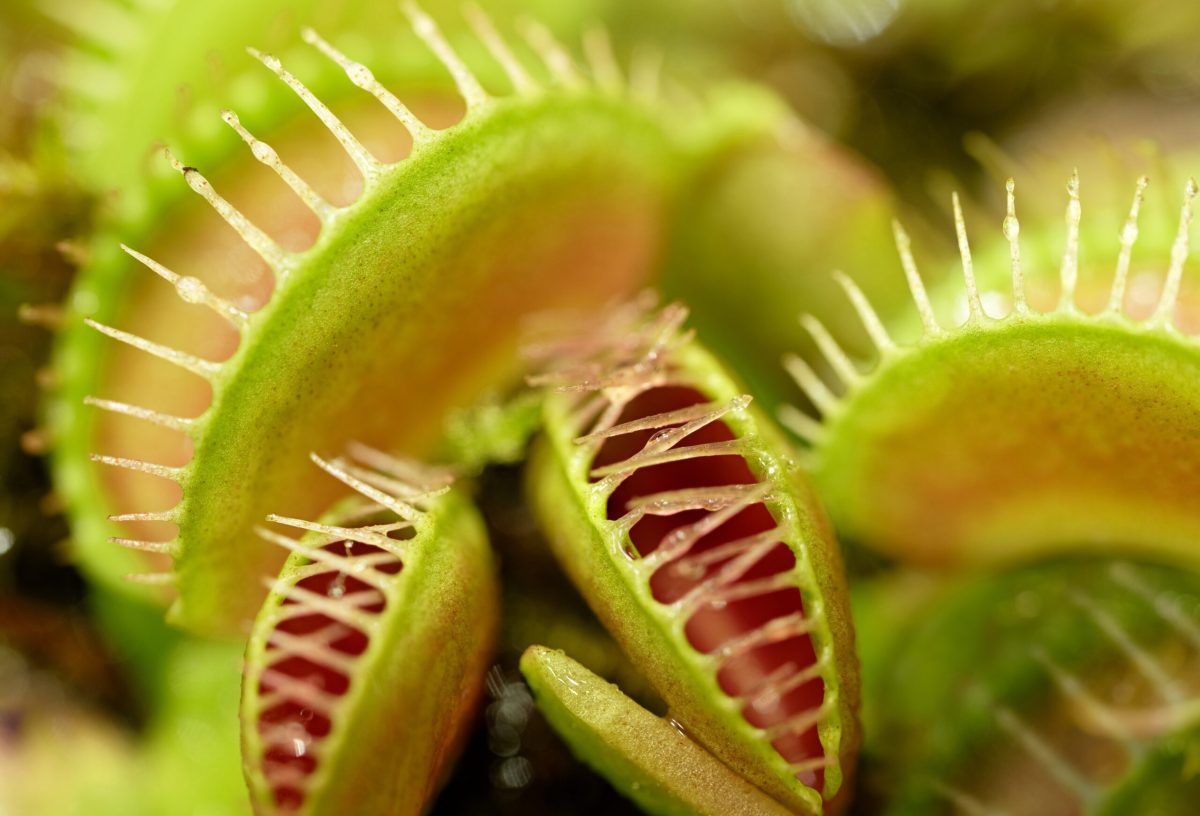 Featured image for "Scientist's Bizarre Experiment: Self-Cannibalism for Venus Flytrap"