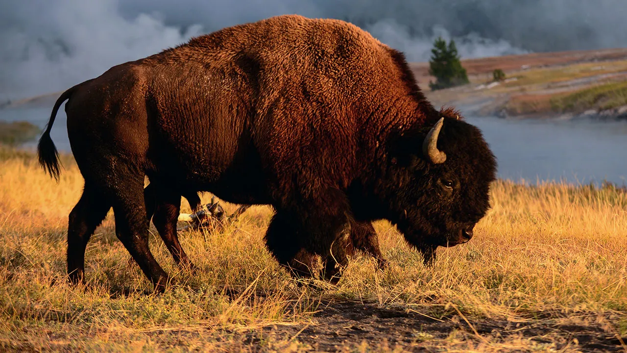 Featured image for 83-Year-Old Woman Gored by Bison in Yellowstone