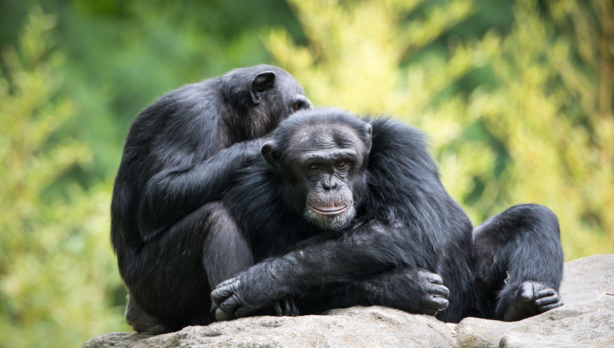 Featured image for "Did Romantic Love Evolve from Same-Sex Friendship in Humans?"