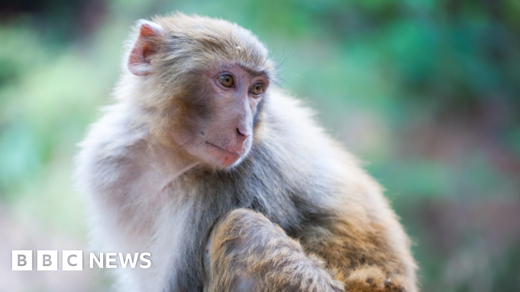 Featured image for Escape of 43 Monkeys Sparks Chaos at South Carolina Research Lab