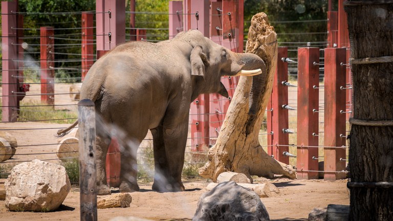 Tuberculosis found in Elephant at Albuquerque BioPark.