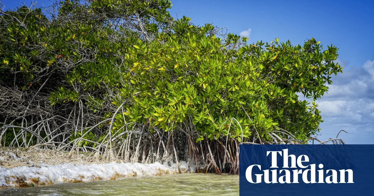 Court finds Bonaire climate discrimination, orders adaptation plan and tougher emissions targets