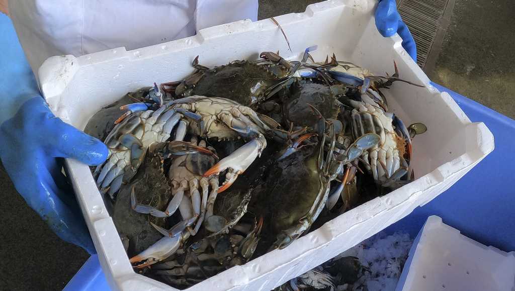 Featured image for Invasion of Blue Crabs: Italians Turn to Culinary Solution