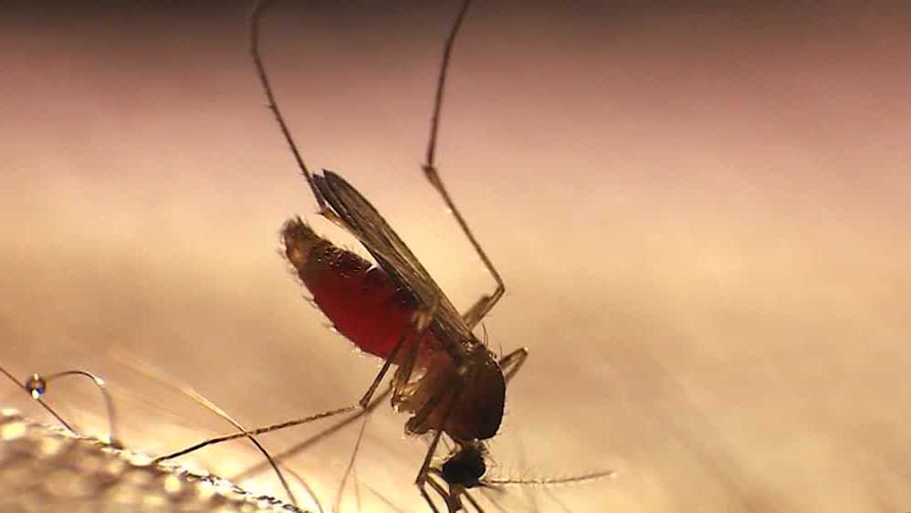 Featured image for "Northern California's Wet Weather Provides Relief from Mosquitoes"