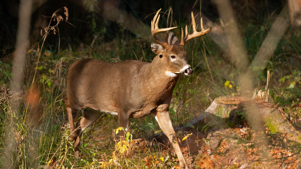 Oklahoma Reports Second Case of 'Zombie Deer' Disease