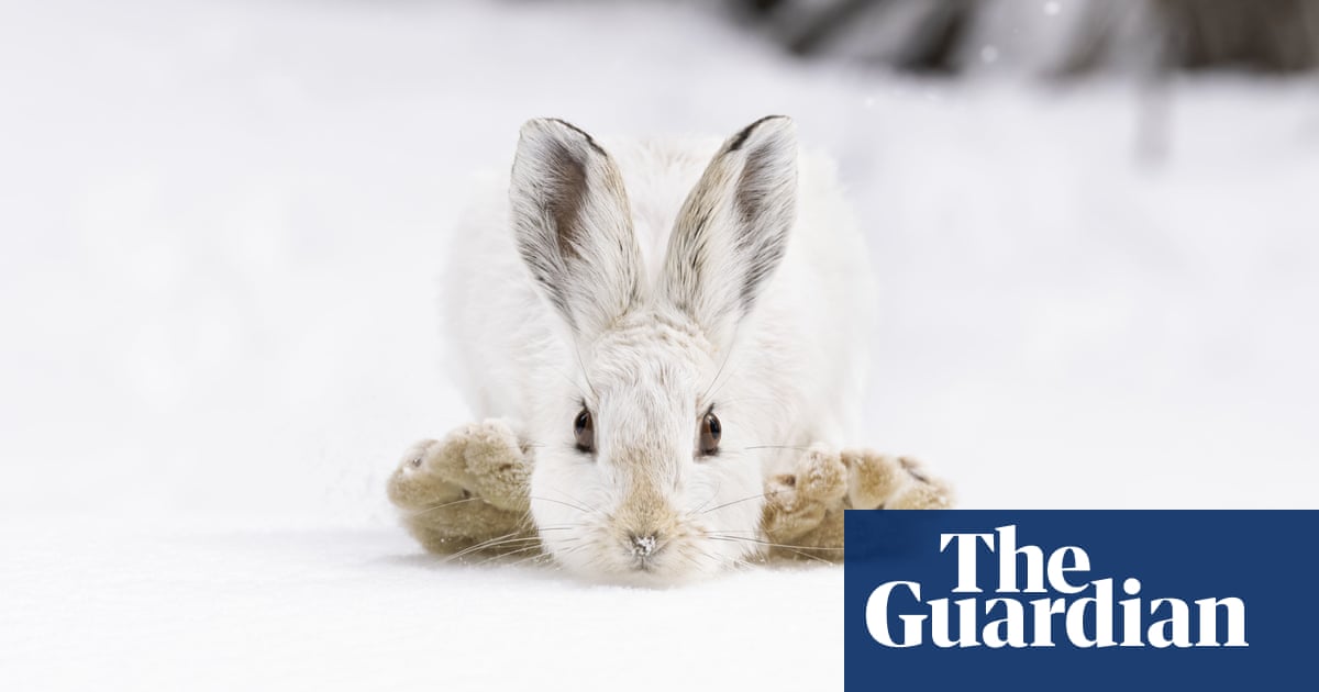 Featured image for "Captivating Wildlife Photos Shortlisted for People's Choice Award"