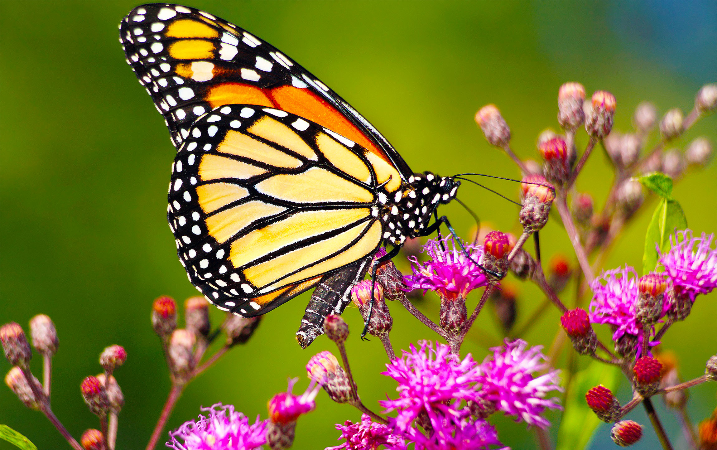 Featured image for The Unwanted Encounter: Monarch Butterflies and Aphids
