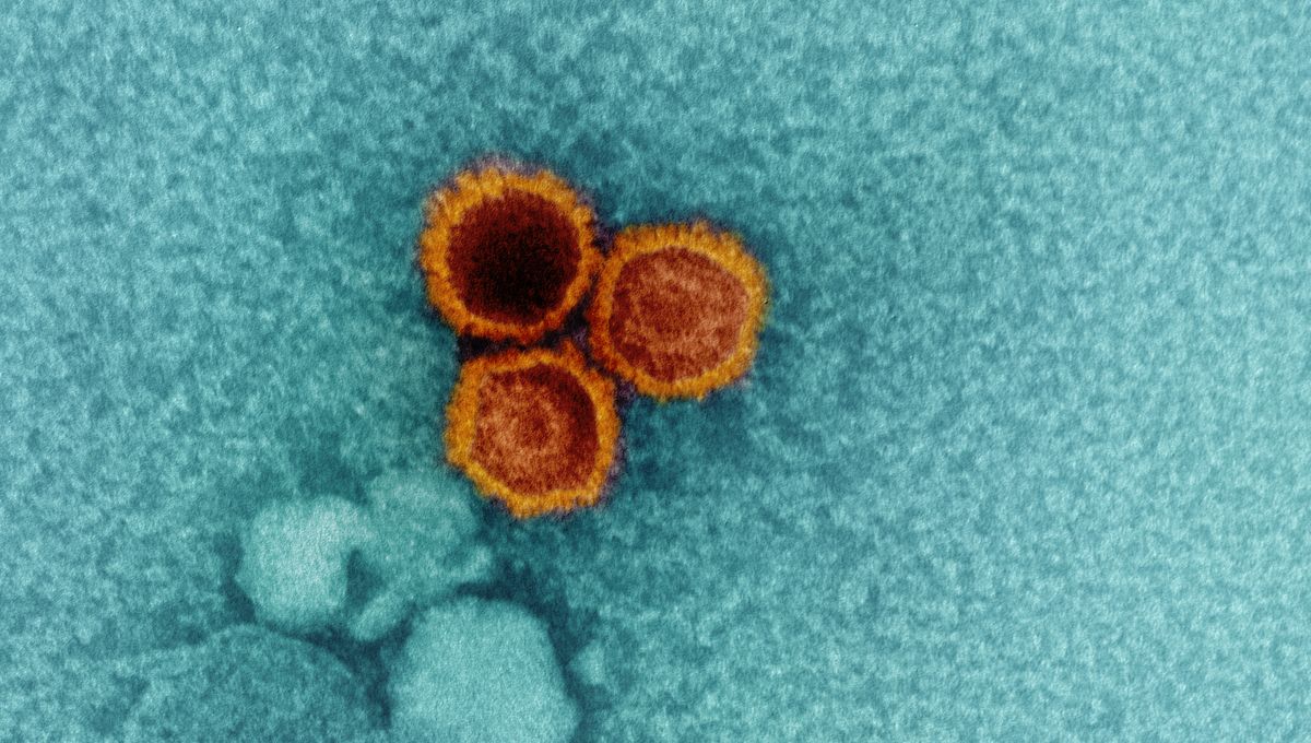 Featured image for "Discovery of Weak Spots in Virus Infecting 95% of Population"