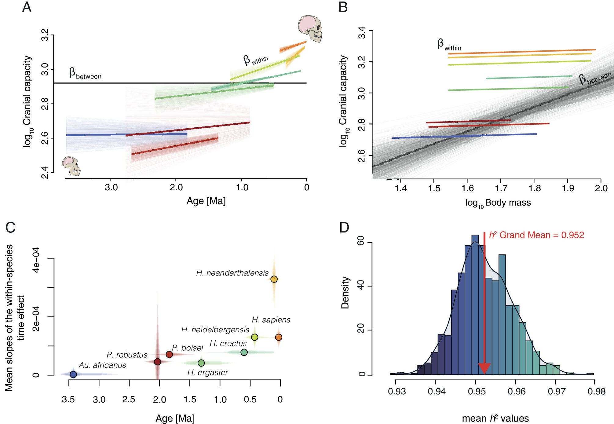 Featured image for The Evolutionary Surge: Unraveling the Growth of the Human Brain