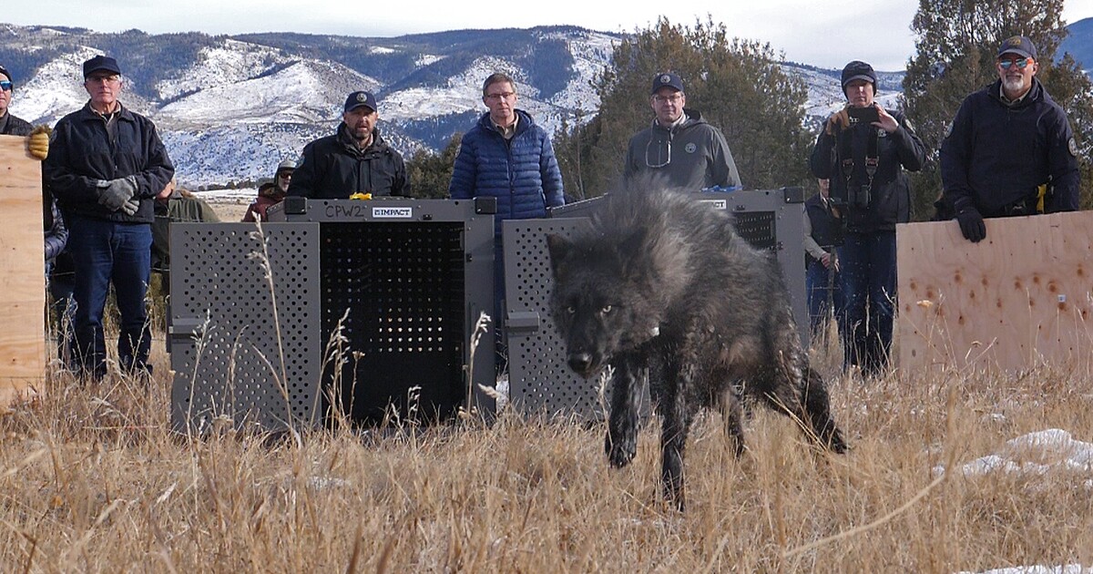Featured image for "CPW Probes Suspected Wolf Depredation in Grand County"